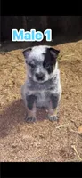 Registered AKC Australian cattle dog male, a male Australian Cattle Dog for sale in Reynoldsville, PA – 1 of 3