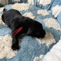 Red, a female Golden Retriever and Miniature Australian Shepherd for sale in Fredericksburg, TX – Photo 5 of 6