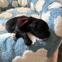 Red, a female Golden Retriever and Miniature Australian Shepherd for sale in Fredericksburg, TX – Photo 6 of 6