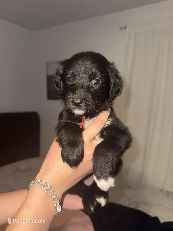 Red – Golden Retriever, Miniature Australian Shepherd puppy for sale in Fredericksburg, TX