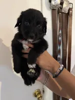 Red, a female Golden Retriever and Miniature Australian Shepherd for sale in Fredericksburg, TX – Photo 2 of 6