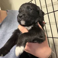 Red, a female Golden Retriever and Miniature Australian Shepherd for sale in Fredericksburg, TX – Photo 4 of 6