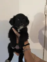 Green, a female Golden Retriever and Miniature Australian Shepherd for sale in Fredericksburg, TX – Photo 2 of 2
