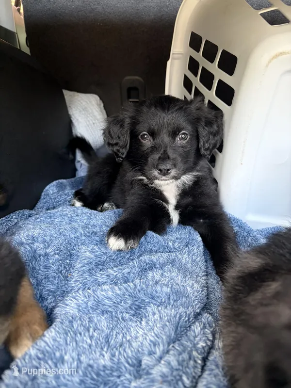Green – Golden Retriever, Miniature Australian Shepherd puppy for sale in Fredericksburg, TX