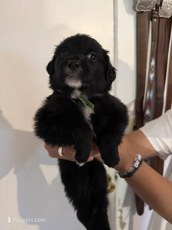 Green – Golden Retriever, Miniature Australian Shepherd puppy for sale in Fredericksburg, TX