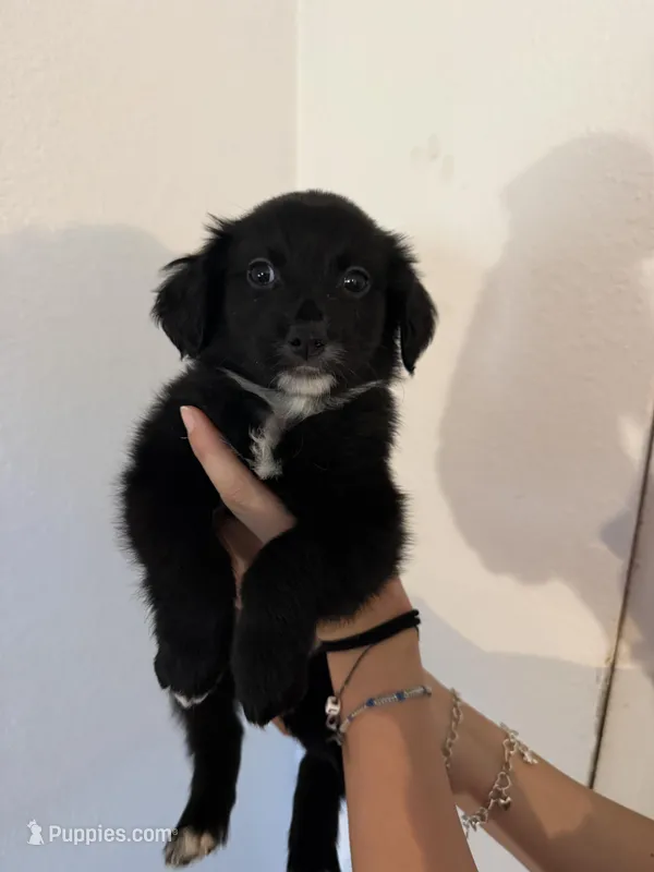 Green – Golden Retriever, Miniature Australian Shepherd puppy for sale in Fredericksburg, TX