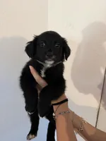 Green, a female Golden Retriever and Miniature Australian Shepherd for sale in Fredericksburg, TX – Photo 1 of 2