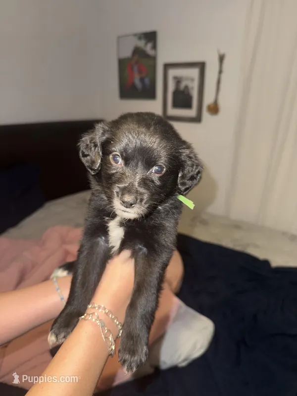 Green – Golden Retriever, Miniature Australian Shepherd puppy for sale in Fredericksburg, TX