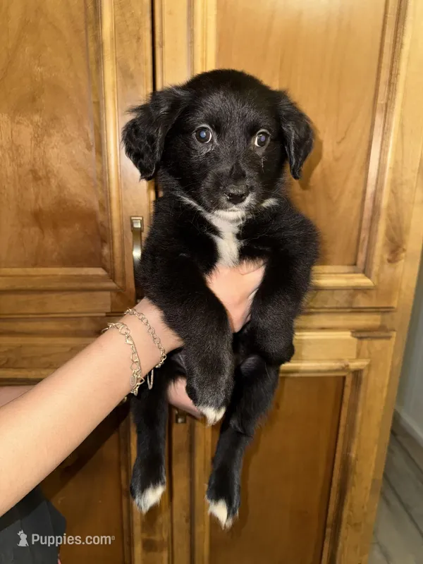 Ms Green – Golden Retriever, Miniature Australian Shepherd puppy for sale in Fredericksburg, TX