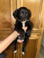 Ms Green, a female Golden Retriever and Miniature Australian Shepherd for sale in Fredericksburg, TX – Photo 2 of 3