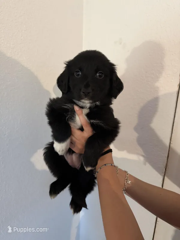 Teal – Golden Retriever, Miniature Australian Shepherd puppy for sale in Fredericksburg, TX