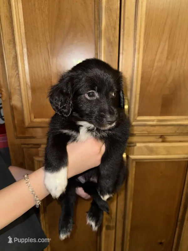 Ms Teal – Golden Retriever, Miniature Australian Shepherd puppy for sale in Fredericksburg, TX