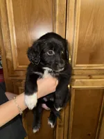 Ms Teal, a female Golden Retriever and Miniature Australian Shepherd for sale in Fredericksburg, TX – Photo 1 of 2