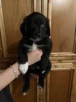 Ms Teal, a female Golden Retriever and Miniature Australian Shepherd for sale in Fredericksburg, TX – Photo 2 of 2