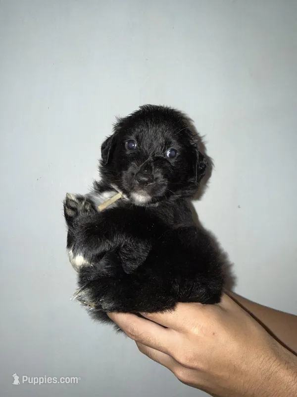 Teal – Golden Retriever, Miniature Australian Shepherd puppy for sale in Fredericksburg, TX