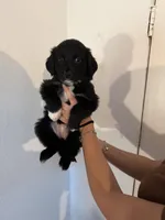 Teal, a female Golden Retriever and Miniature Australian Shepherd for sale in Fredericksburg, TX – Photo 2 of 2