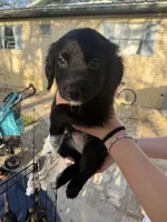 Ms Pink, a female Golden Retriever and Miniature Australian Shepherd for sale in Fredericksburg, TX – Photo 3 of 3