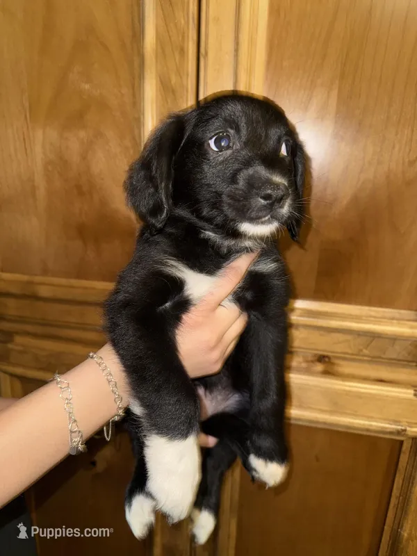Ms Pink – Golden Retriever, Miniature Australian Shepherd puppy for sale in Fredericksburg, TX