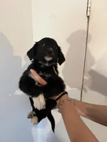 Pink, a female Golden Retriever and Miniature Australian Shepherd for sale in Fredericksburg, TX – Photo 3 of 3