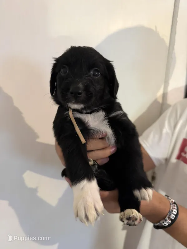 Pink – Golden Retriever, Miniature Australian Shepherd puppy for sale in Fredericksburg, TX