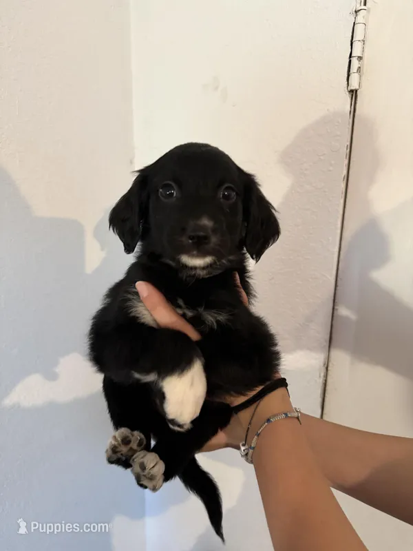 Pink – Golden Retriever, Miniature Australian Shepherd puppy for sale in Fredericksburg, TX