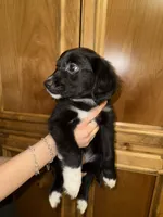 Ms Pink, a female Golden Retriever and Miniature Australian Shepherd for sale in Fredericksburg, TX – Photo 2 of 3