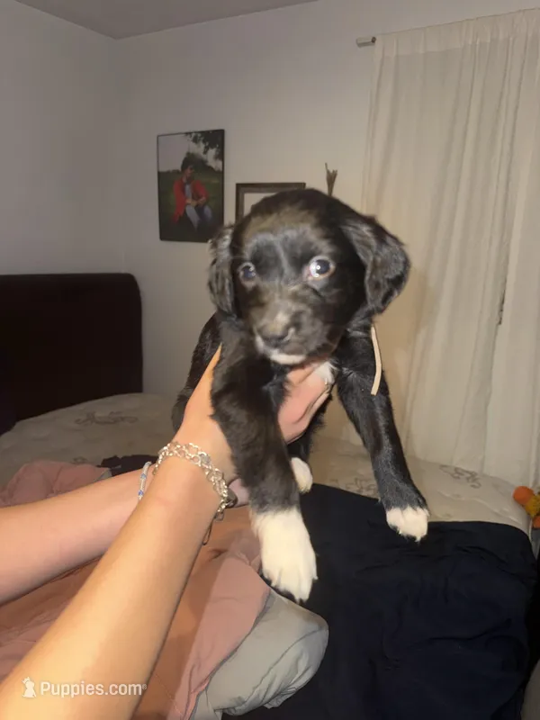 Pink – Golden Retriever, Miniature Australian Shepherd puppy for sale in Fredericksburg, TX