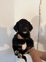 Pink, a female Golden Retriever and Miniature Australian Shepherd for sale in Fredericksburg, TX – Photo 2 of 3