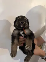 Orange, a female Golden Retriever and Miniature Australian Shepherd for sale in Fredericksburg, TX – Photo 2 of 3