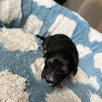 Black, a male Golden Retriever and Miniature Australian Shepherd for sale in Fredericksburg, TX – Photo 4 of 5