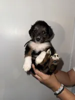 Black, a male Golden Retriever and Miniature Australian Shepherd for sale in Fredericksburg, TX – Photo 1 of 5