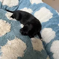 Black, a male Golden Retriever and Miniature Australian Shepherd for sale in Fredericksburg, TX – Photo 5 of 5