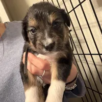 Black, a male Golden Retriever and Miniature Australian Shepherd for sale in Fredericksburg, TX – Photo 3 of 5