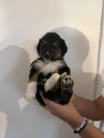 Black, a male Golden Retriever and Miniature Australian Shepherd for sale in Fredericksburg, TX – Photo 2 of 5