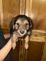 Mr Blue, a male Golden Retriever and Miniature Australian Shepherd for sale in Fredericksburg, TX – Photo 1 of 3