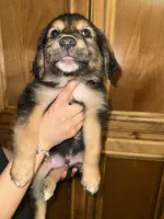 Mr Blue, a male Golden Retriever and Miniature Australian Shepherd for sale in Fredericksburg, TX – Photo 2 of 3