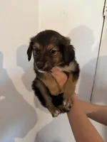 Mr Blue, a male Golden Retriever and Miniature Australian Shepherd for sale in Fredericksburg, TX – Photo 4 of 4