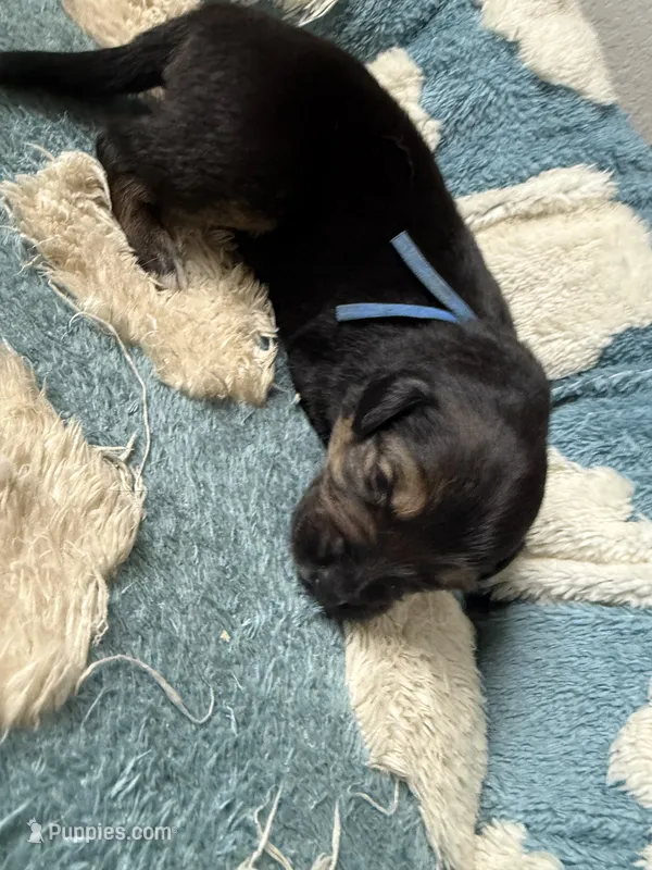 Blue, a male Golden Retriever and Miniature Australian Shepherd for sale in Fredericksburg, TX – Photo 1 of 3