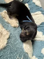 Blue, a male Golden Retriever and Miniature Australian Shepherd for sale in Fredericksburg, TX – Photo 1 of 3