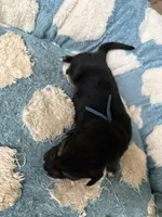 Blue, a male Golden Retriever and Miniature Australian Shepherd for sale in Fredericksburg, TX – Photo 2 of 3