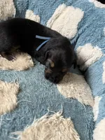 Blue, a male Golden Retriever and Miniature Australian Shepherd for sale in Fredericksburg, TX – Photo 3 of 3