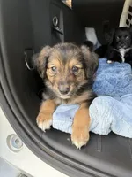 Mr Blue, a male Golden Retriever and Miniature Australian Shepherd for sale in Fredericksburg, TX – Photo 2 of 4