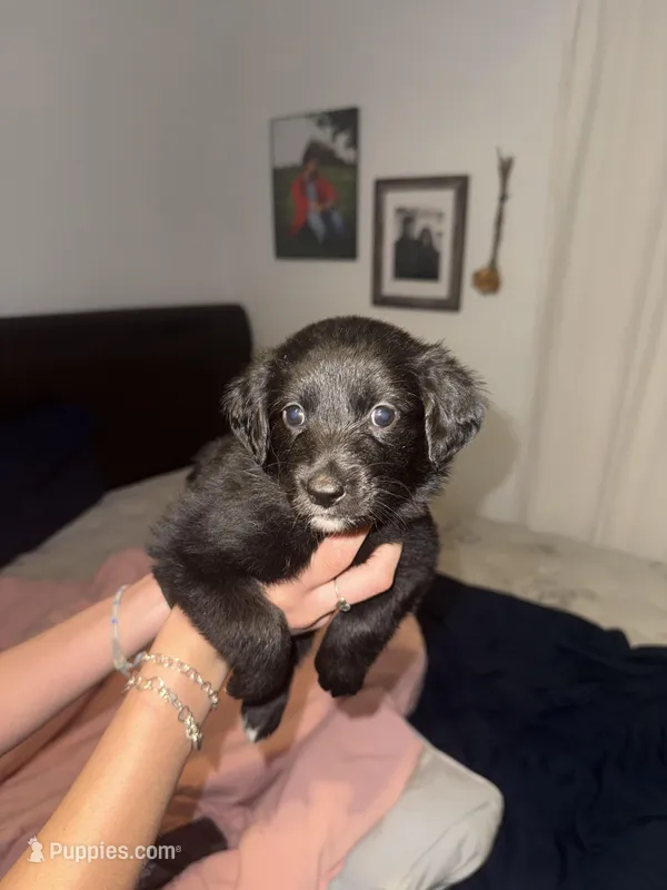 Purple – Golden Retriever, Miniature Australian Shepherd puppy for sale in Fredericksburg, TX