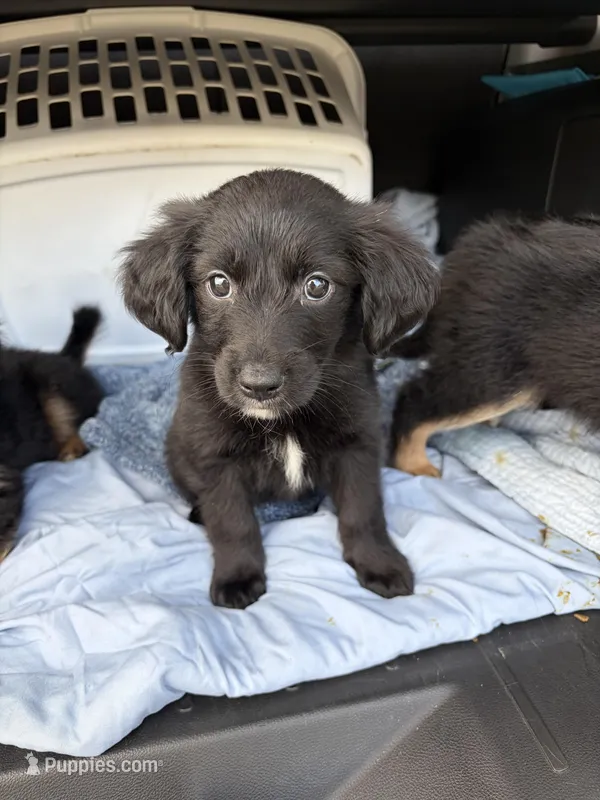 Purple – Golden Retriever, Miniature Australian Shepherd puppy for sale in Fredericksburg, TX