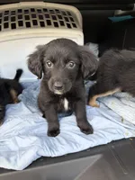 Ms Purple, a female Golden Retriever and Miniature Australian Shepherd for sale in Fredericksburg, TX – Photo 1 of 3