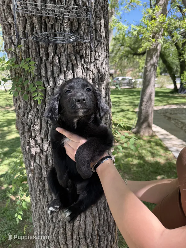 Ms Purple – Golden Retriever, Miniature Australian Shepherd puppy for sale in Fredericksburg, TX