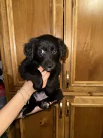 Ms Purple, a female Golden Retriever and Miniature Australian Shepherd for sale in Fredericksburg, TX – Photo 1 of 2