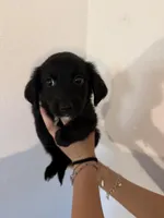 Purple, a female Golden Retriever and Miniature Australian Shepherd for sale in Fredericksburg, TX – Photo 2 of 2