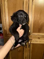 Ms Purple, a female Golden Retriever and Miniature Australian Shepherd for sale in Fredericksburg, TX – Photo 2 of 2