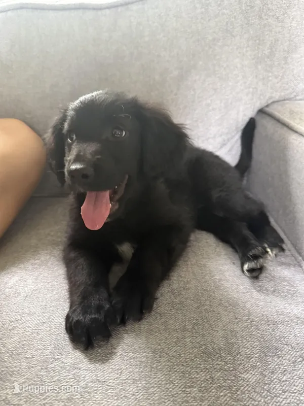 Ms purple – Golden Retriever, Miniature Australian Shepherd puppy for sale in Fredericksburg, TX